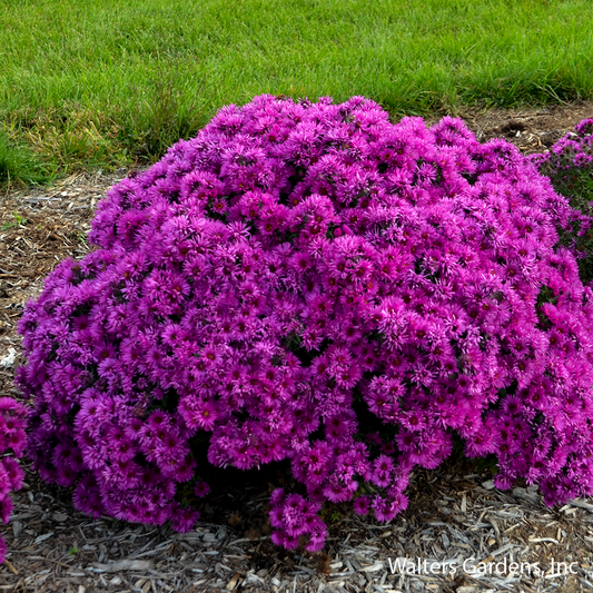 Pink Crush Aster