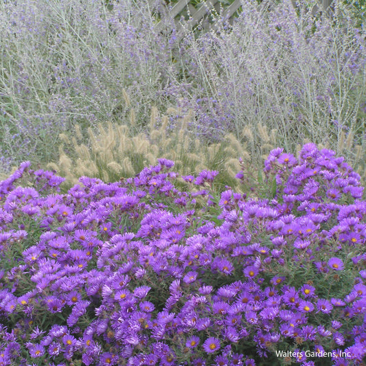 Purple Dome Aster