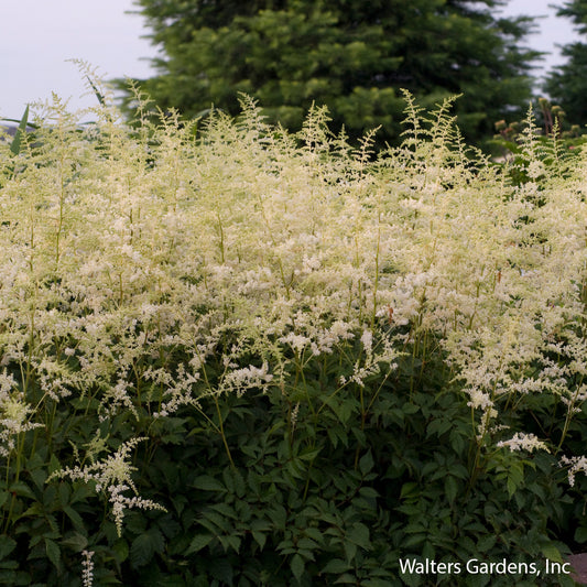 Bridal Veil Astilbe