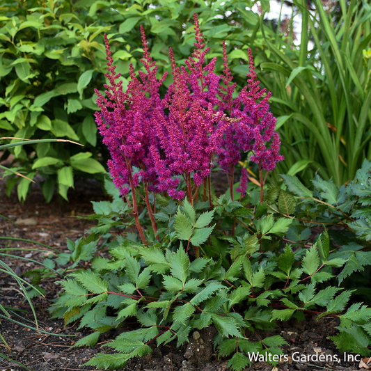 Vision in Red Astilbe