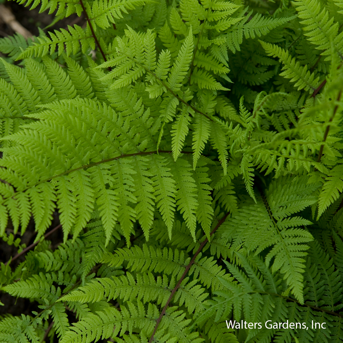 Lady in Red Fern