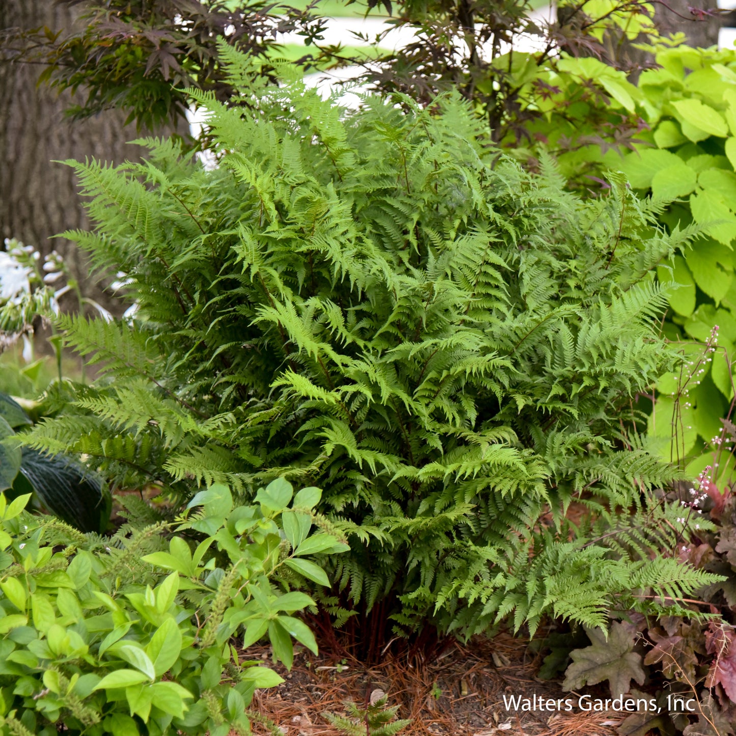 Lady in Red Fern