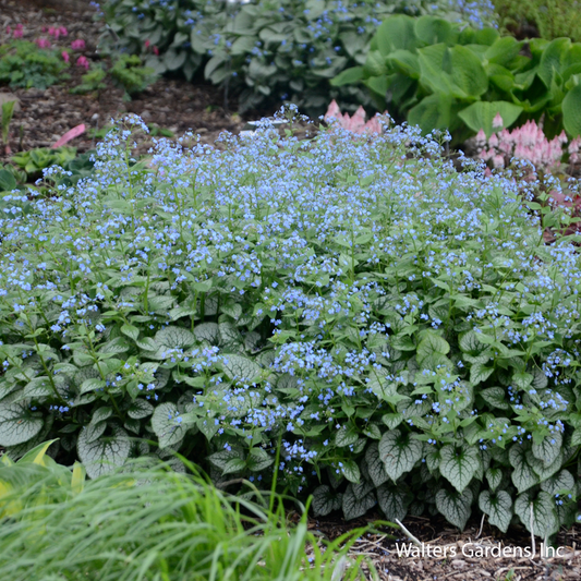 Jack Frost Brunnera