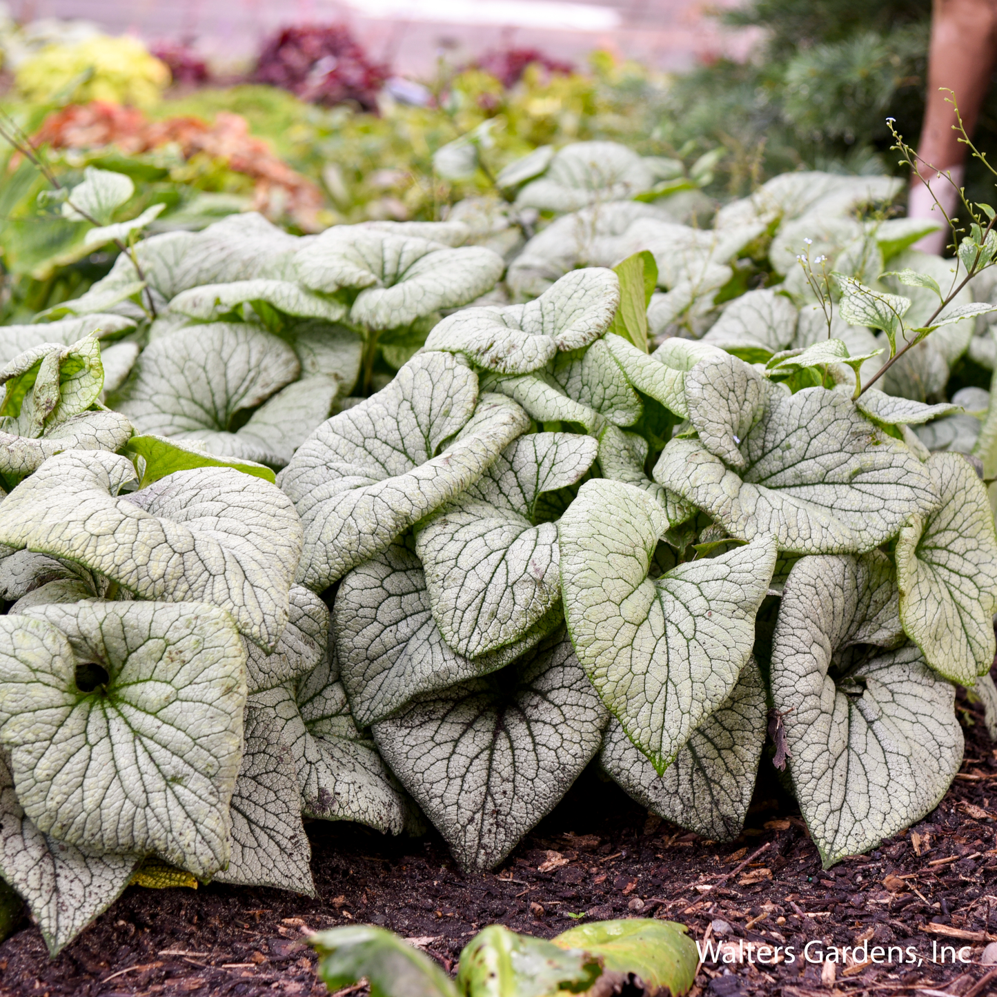 Sterling Silver Brunnera