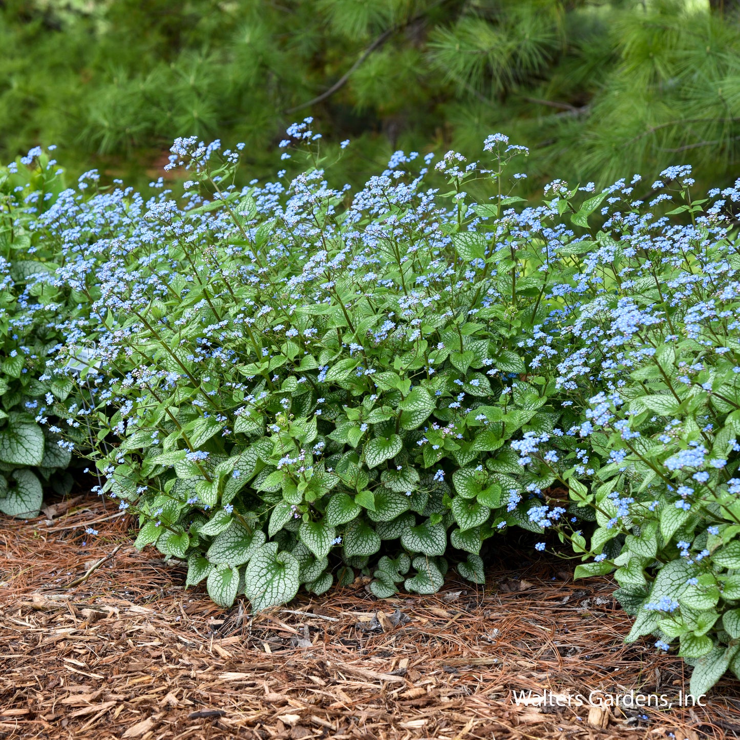 Sterling Silver Brunnera