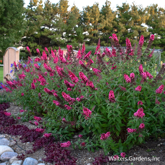 Prince Charming Butterfly Bush