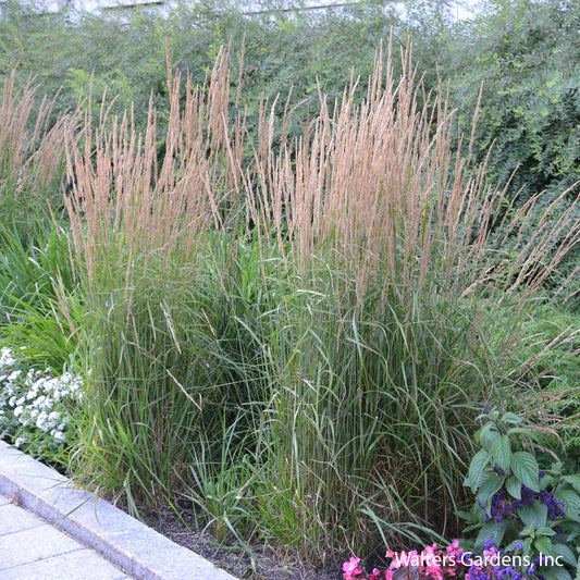 Karl Foerster Feather Reed Grass