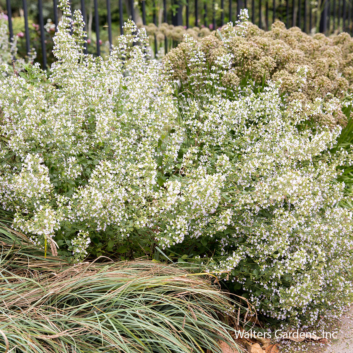 Calamint
