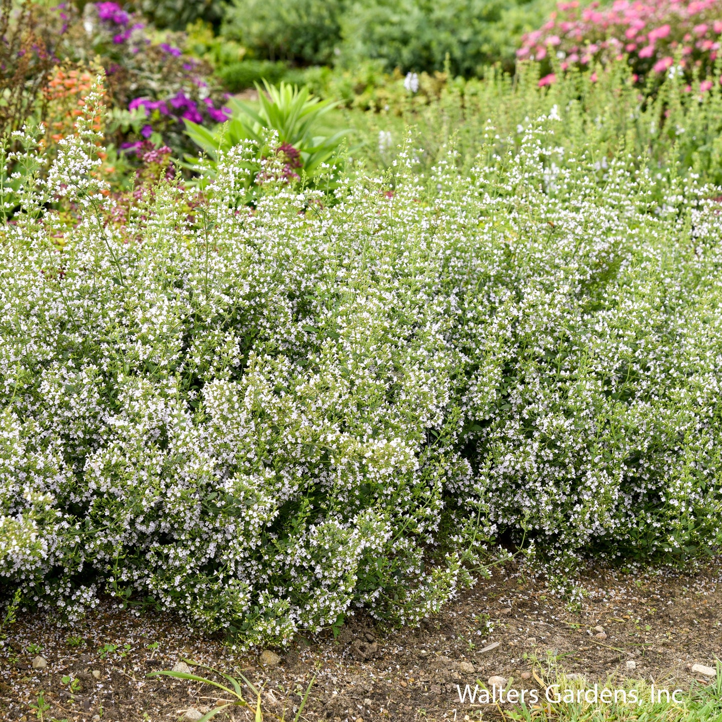 Calamint