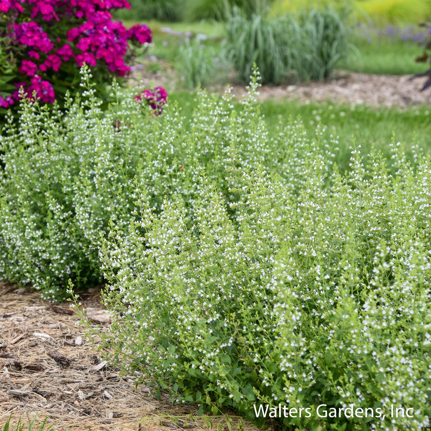 Calamint