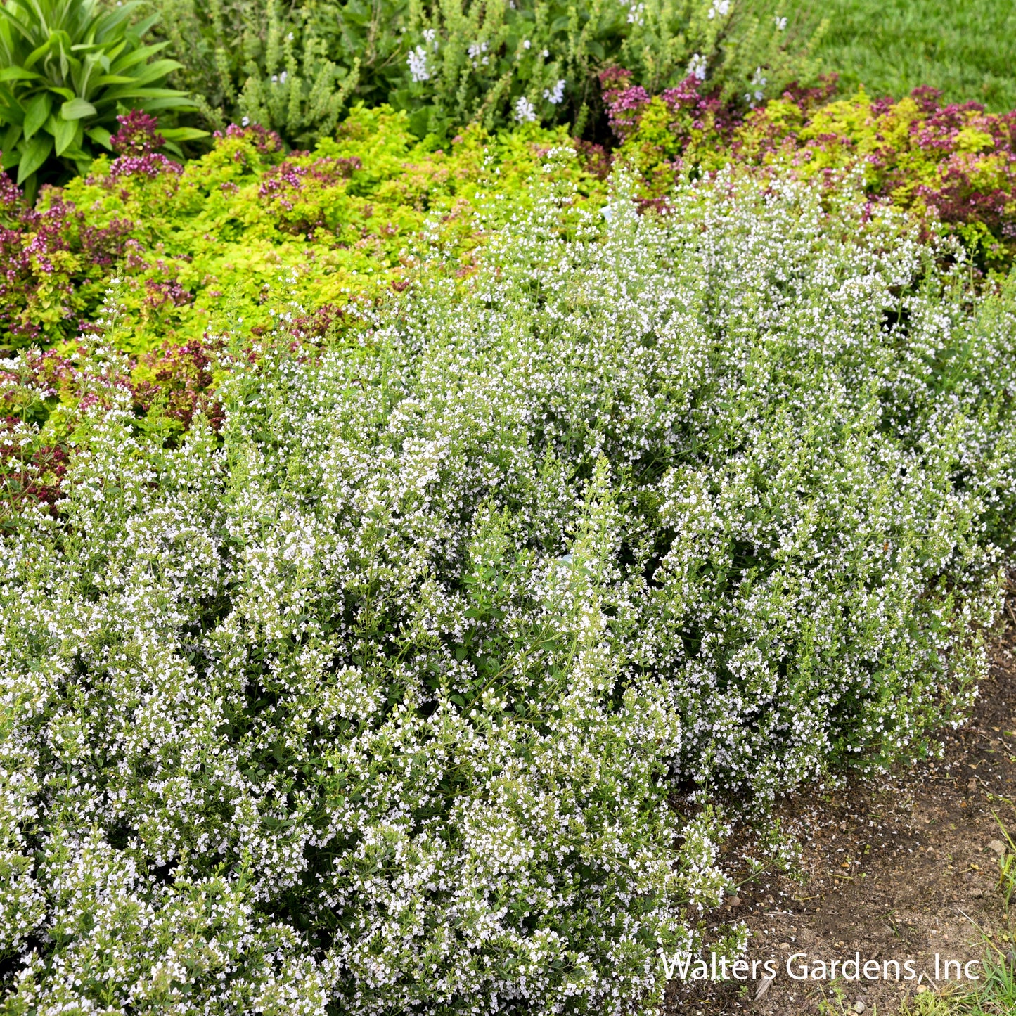 Calamint