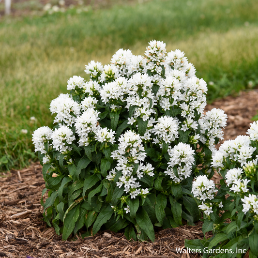 Angel Bells Bellflower
