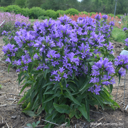 Church Bells Bellflower