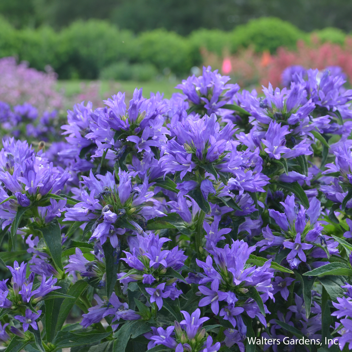 Church Bells Bellflower