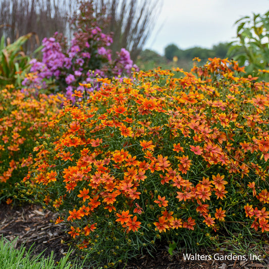 Crazy Cayenne Threadleaf Coreopsis