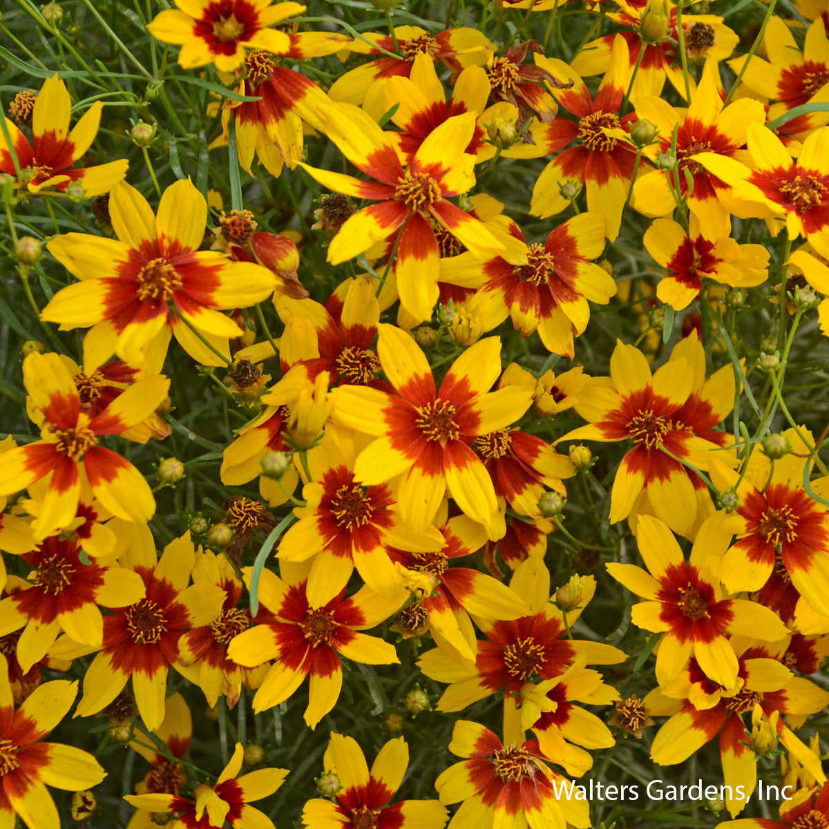 Curry Up Coreopsis