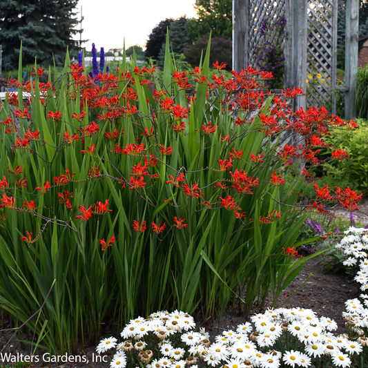 Lucifer Crocosmia