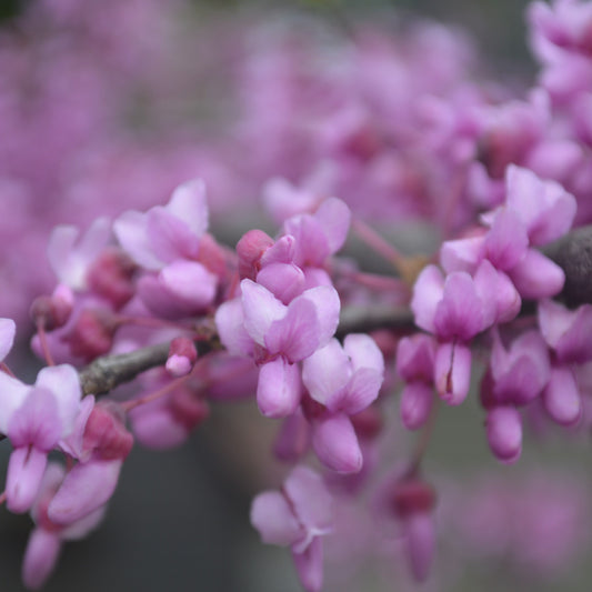 Eastern Redbud