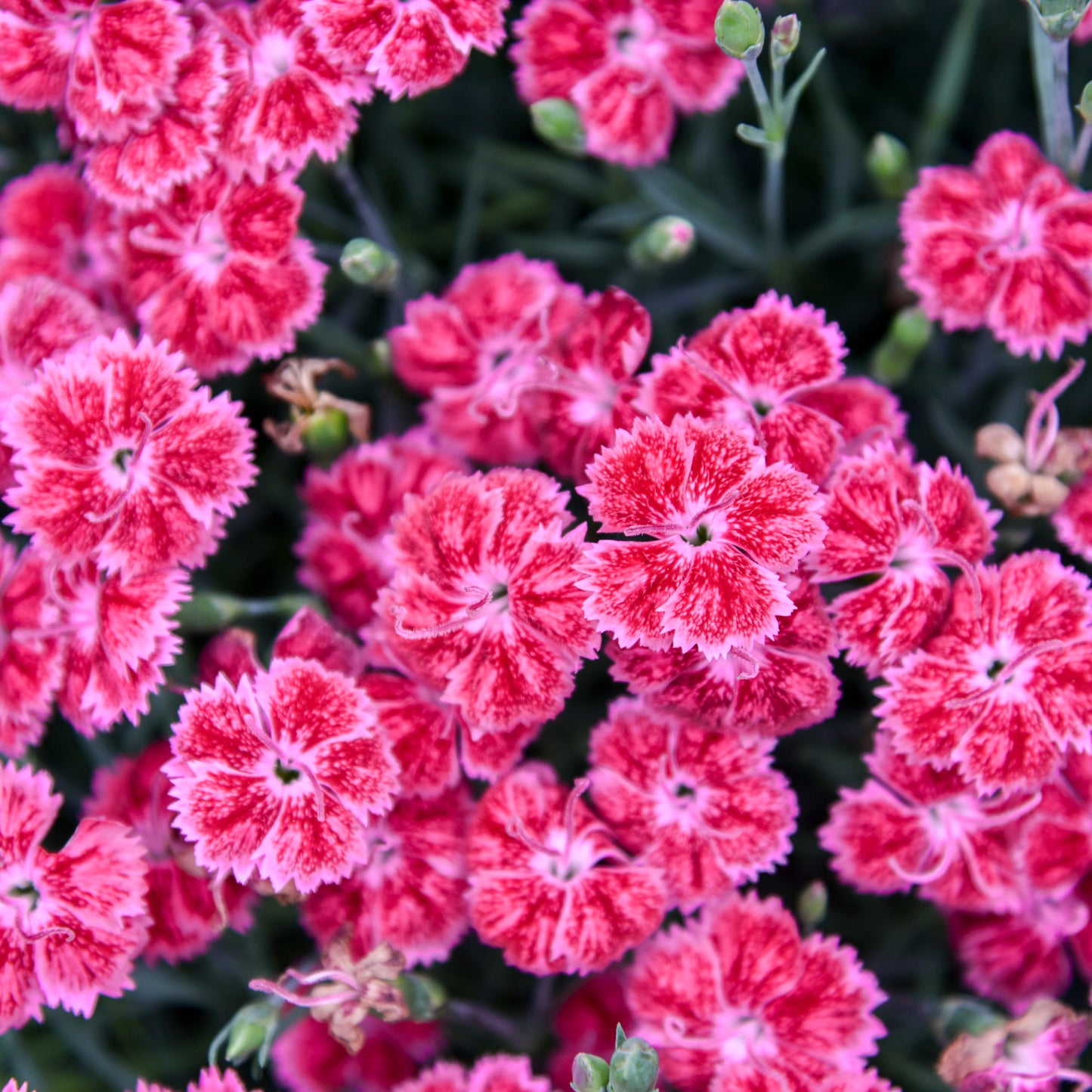 Red Rouge Dianthus