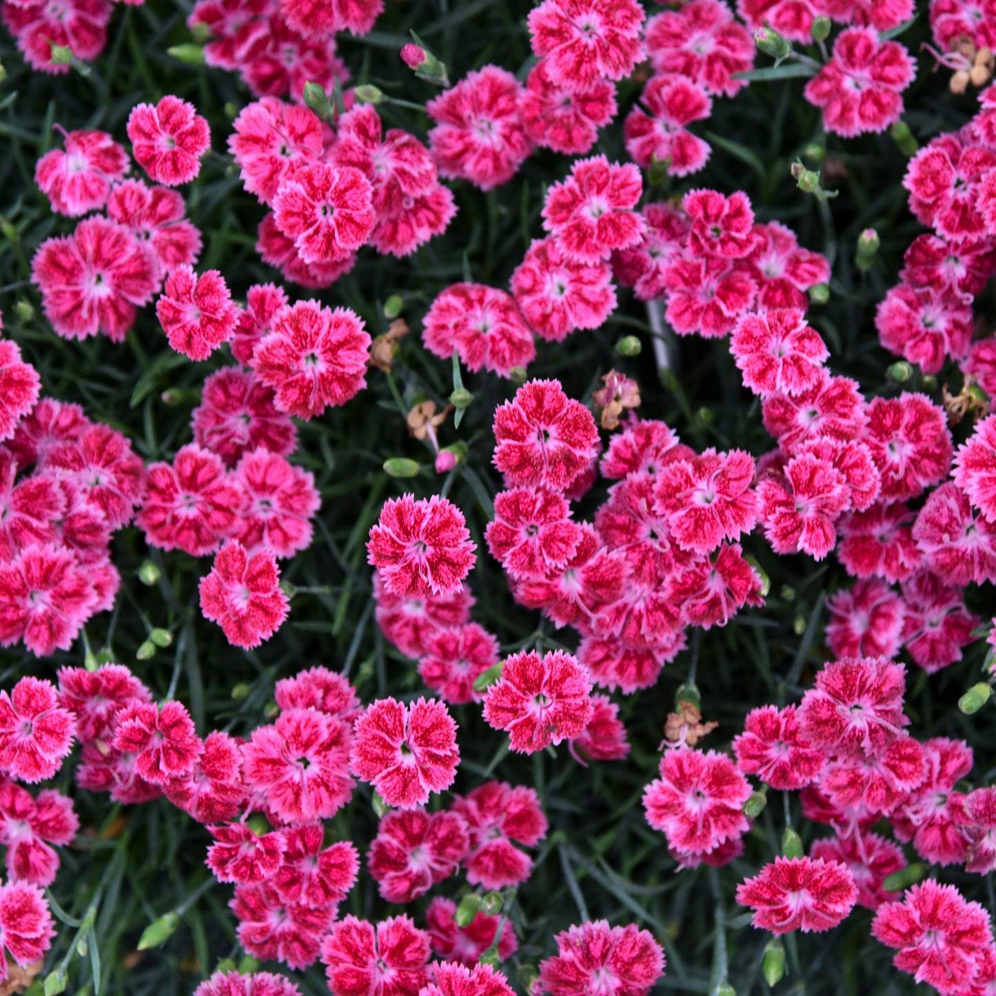 Red Rouge Dianthus