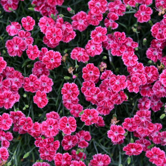 Red Rouge Dianthus