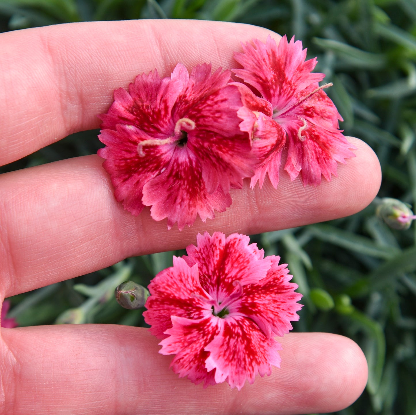 Red Rouge Dianthus