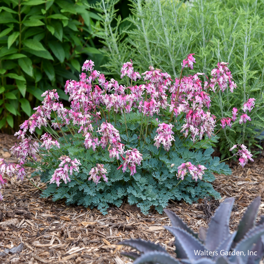 Pink Diamond Bleeding Heart