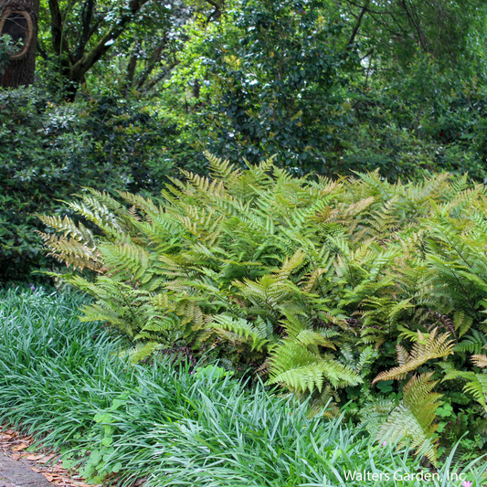 Brilliance Autumn Fern