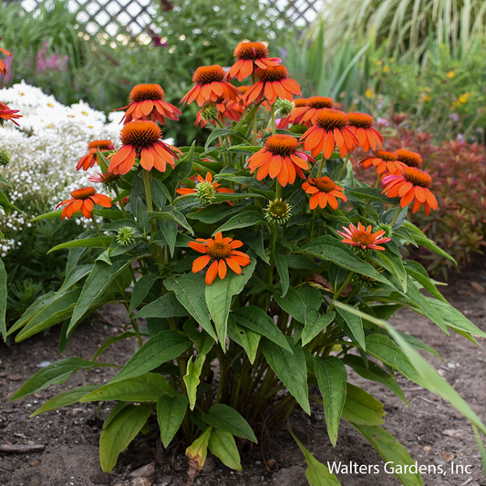 Sombrero Adobe Orange Coneflower