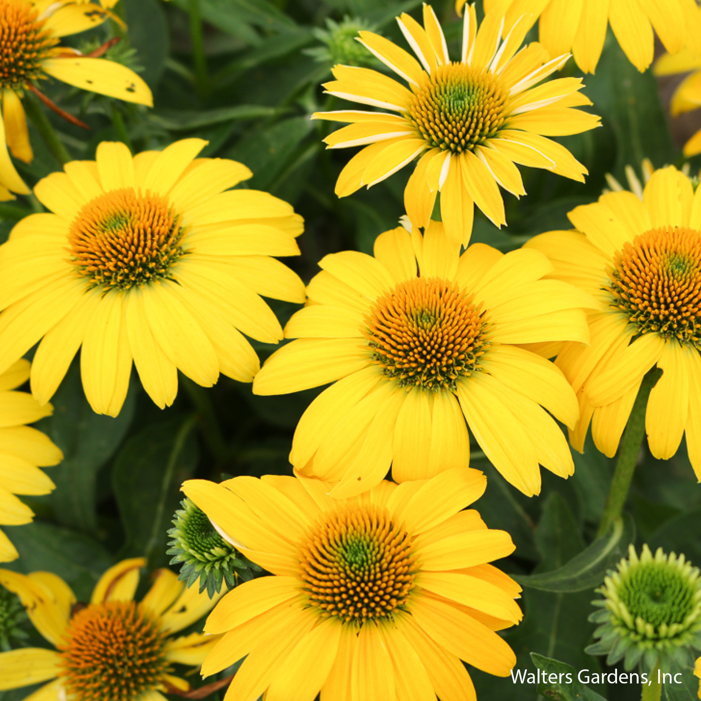 Sombrero Lemon Yellow Coneflower