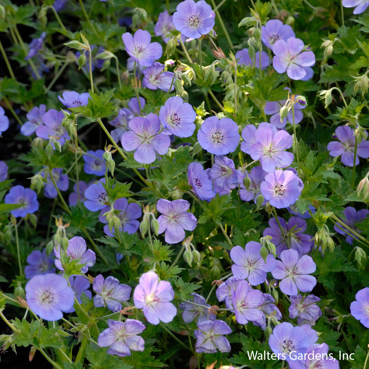 Rozanne Geranium