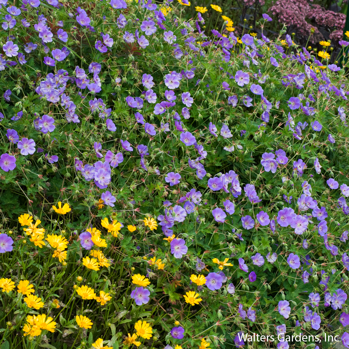 Rozanne Geranium