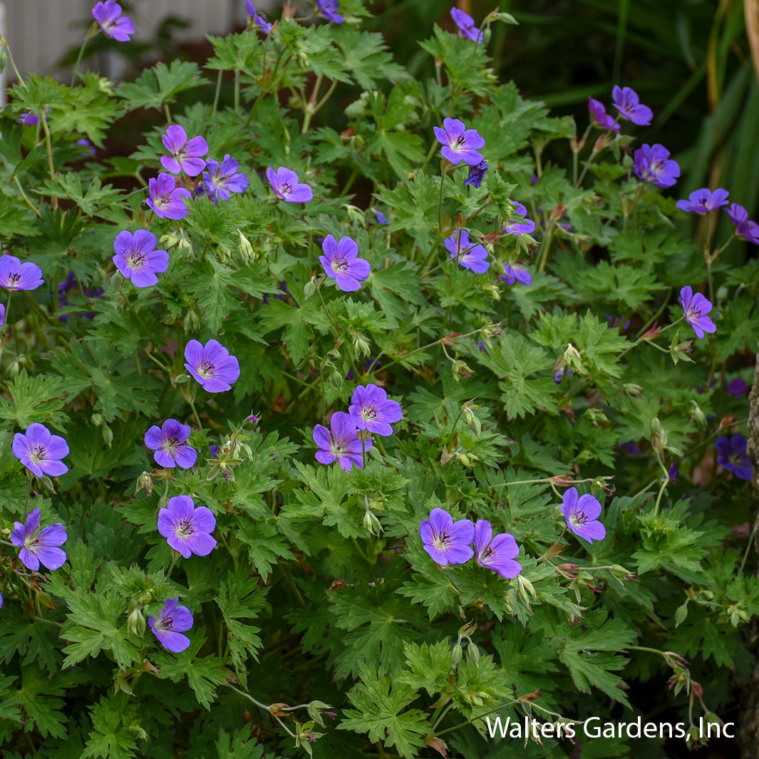 Rozanne Geranium