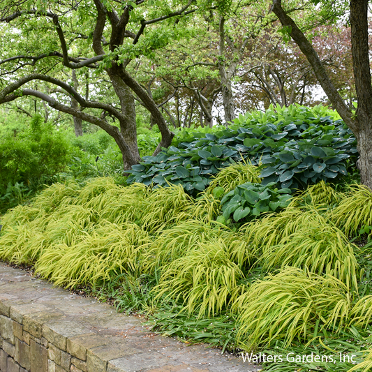 Aureola Japanese Forest Grass