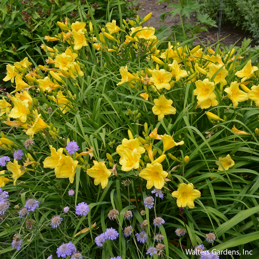 Happy Returns Daylily