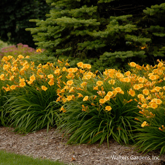 Stella de Oro Daylily