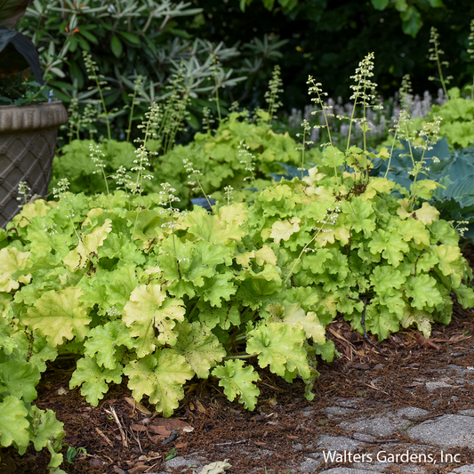 Apple Twist Coral Bells