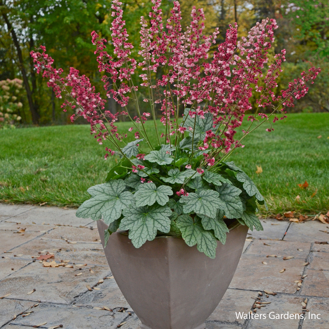 Berry Timeless Coral Bells