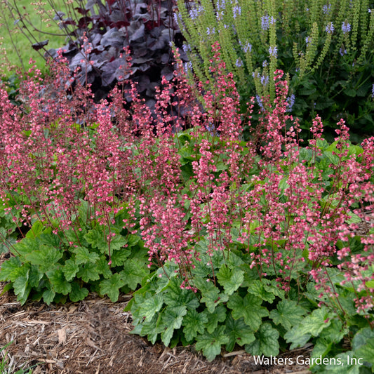 Berry Timeless Coral Bells