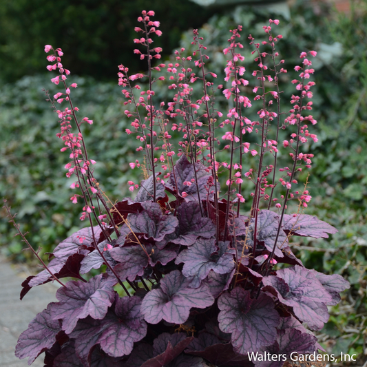 Grape Timeless Coral Bells