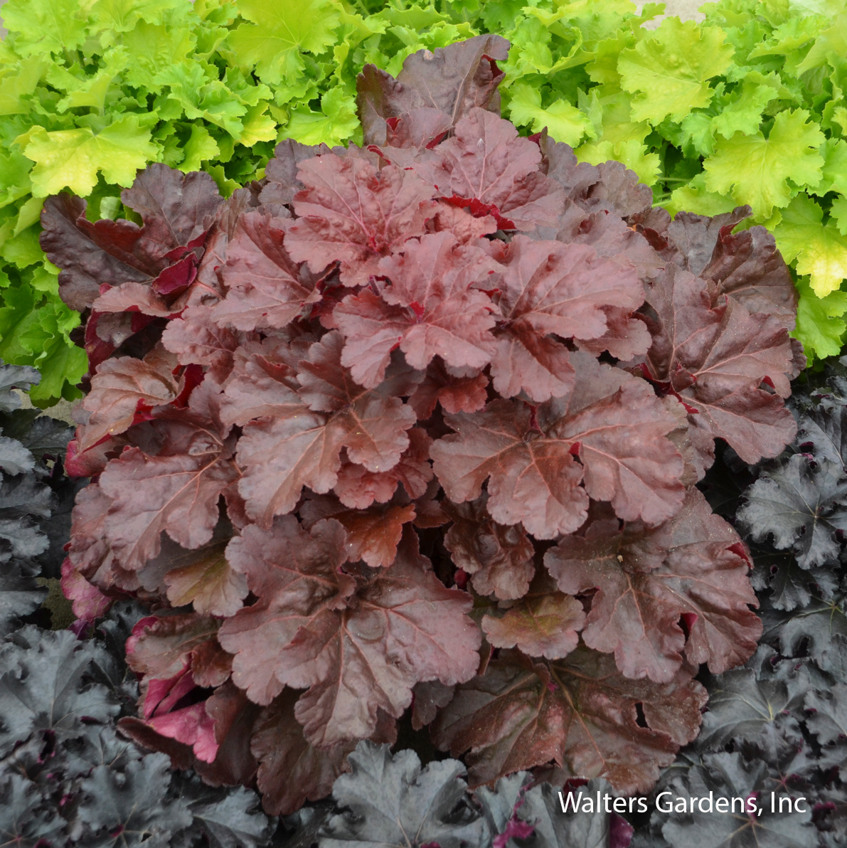 Mahogany Monster Coral Bells