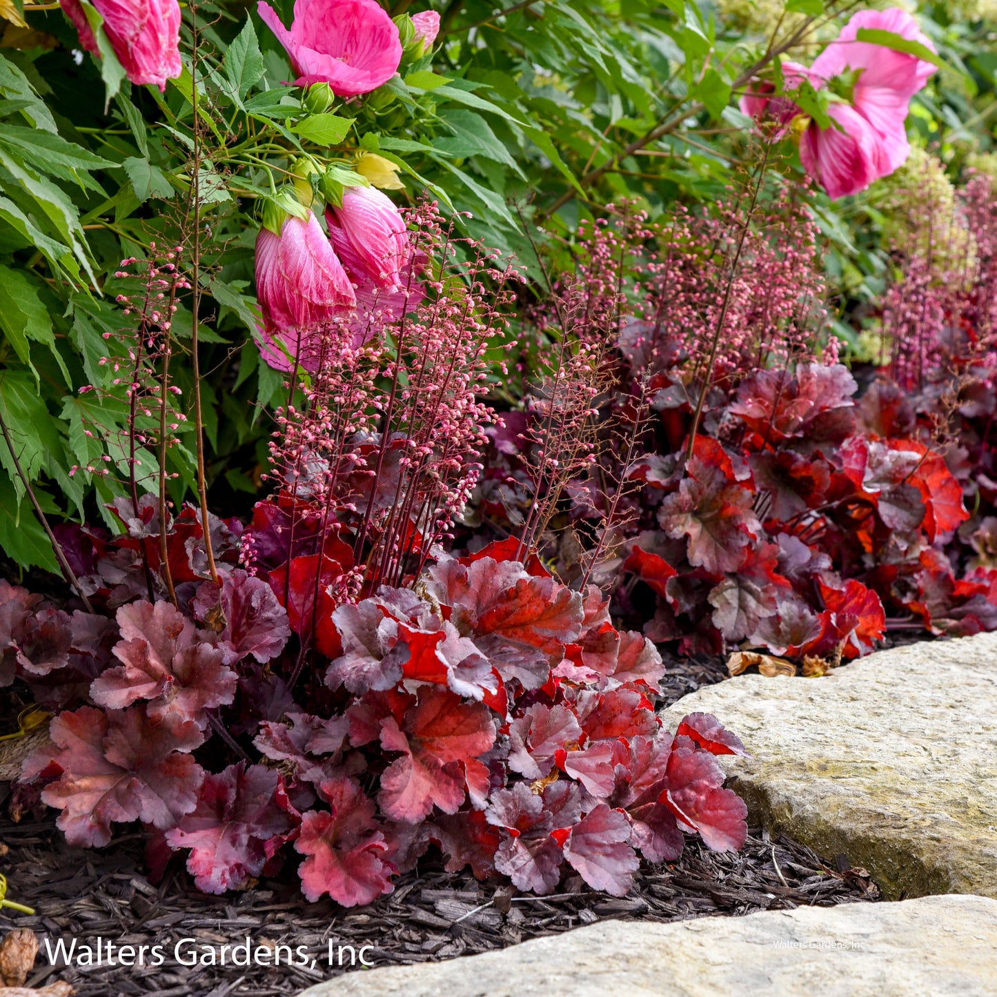 Mahogany Monster Coral Bells