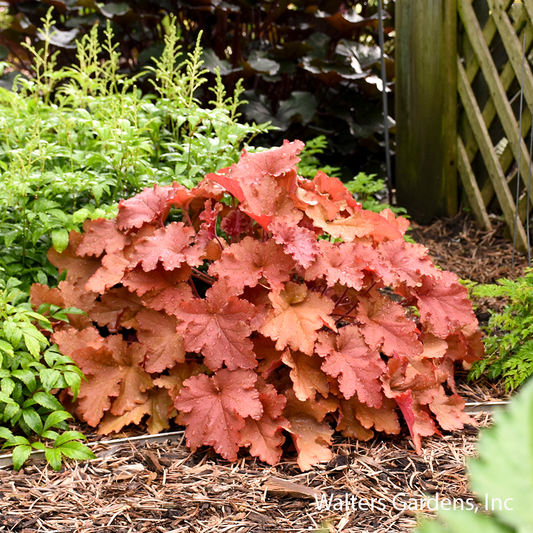 Peachberry Ice Coral Bells