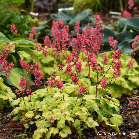 Timeless Glow Coral Bells
