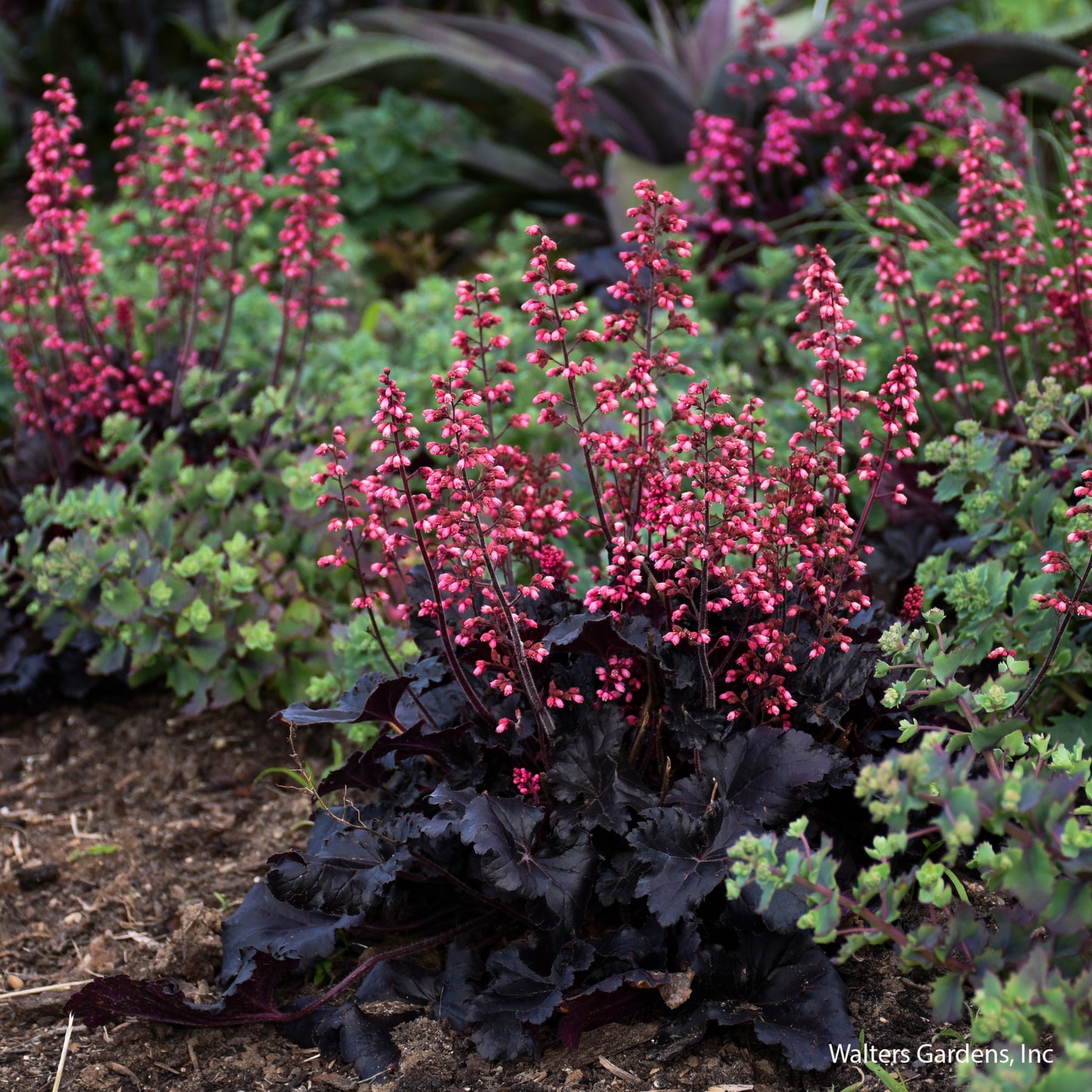 Timeless Night Coral Bells