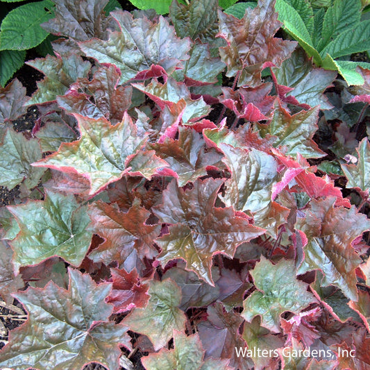 Palace Purple Coral Bells