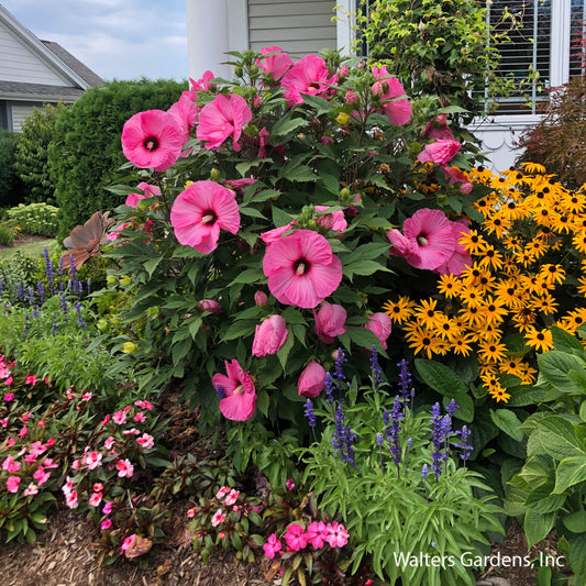 Candy Crush Hibiscus