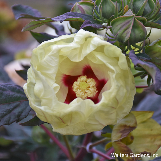 French Vanilla Hibiscus