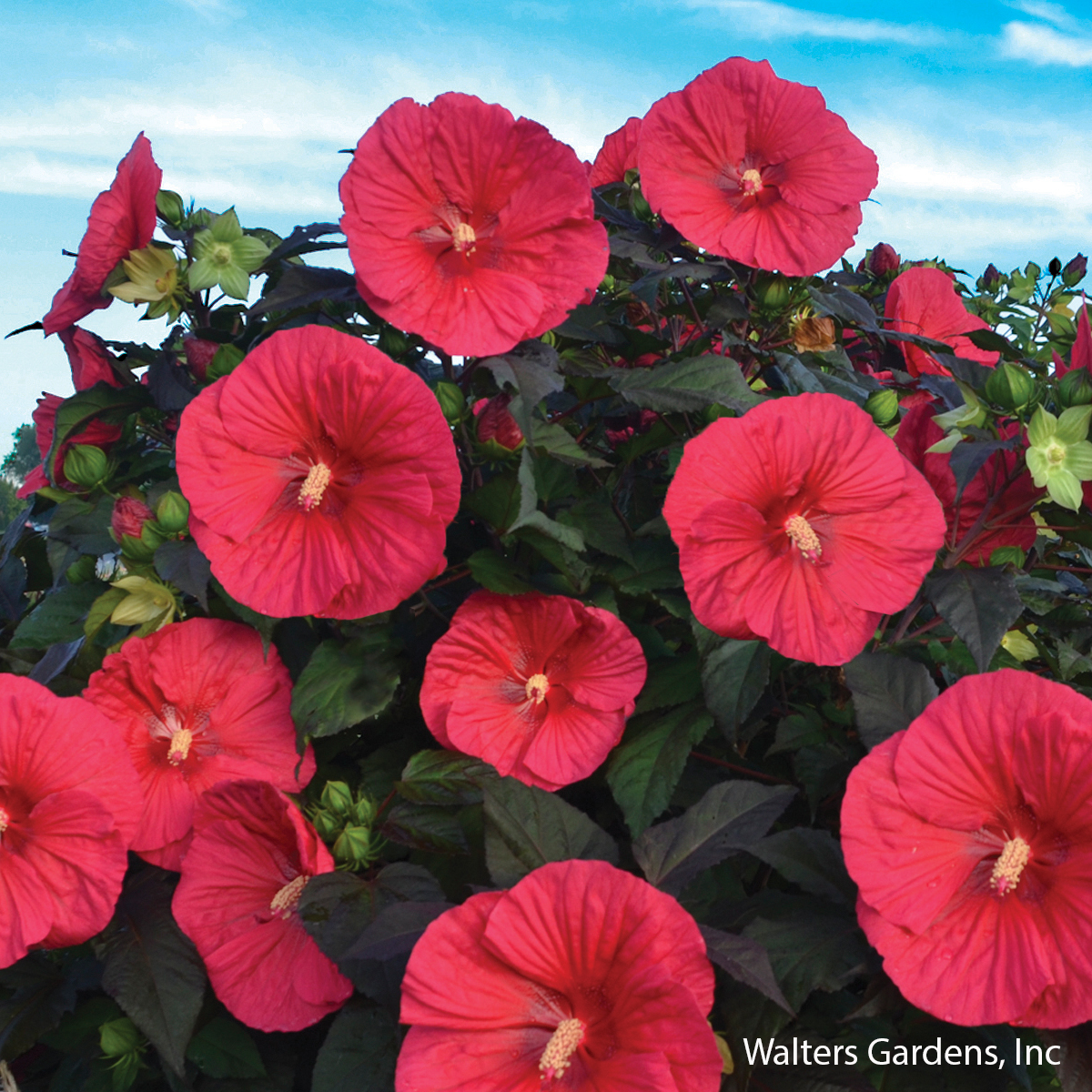 Mars Maddness Hibiscus