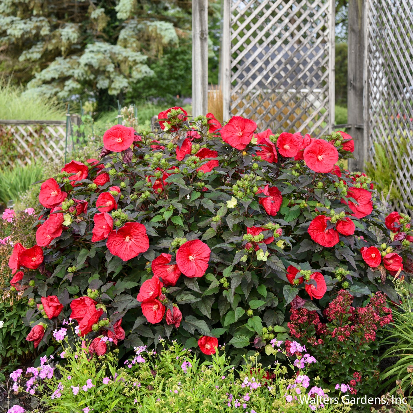 Mars Maddness Hibiscus